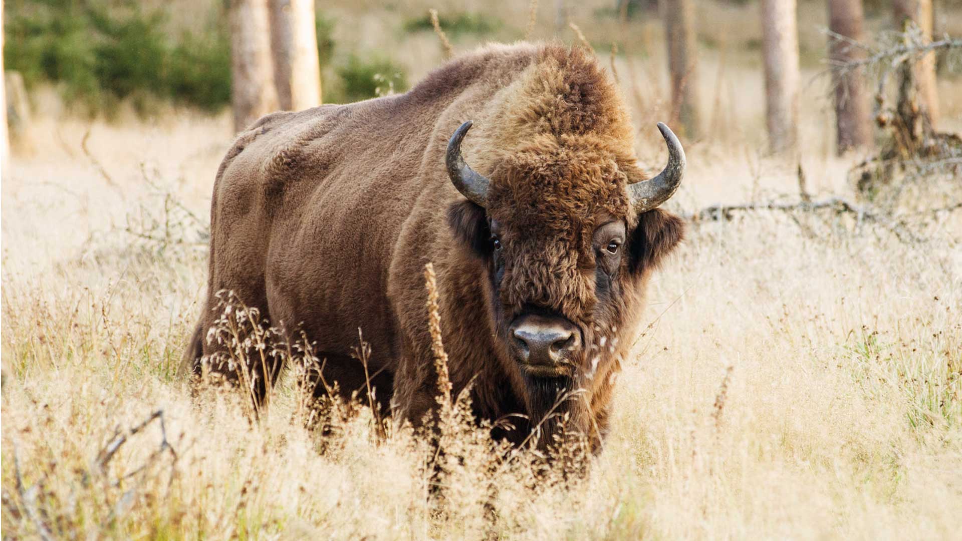 Wisent